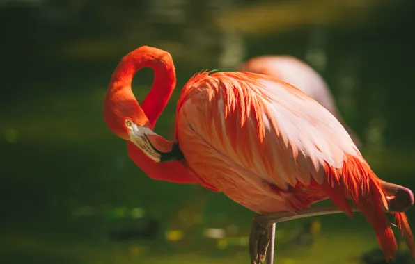 Bird, feathers, Flamingo