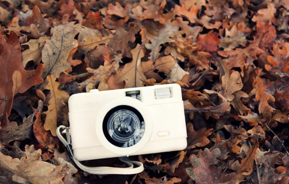 Autumn, white, leaves, camera, the camera
