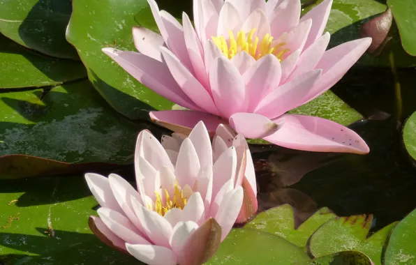 Flower, karpaty, water lily