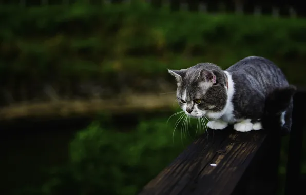 Cat, summer, cat, bench, nature, the dark background, kitty, grey