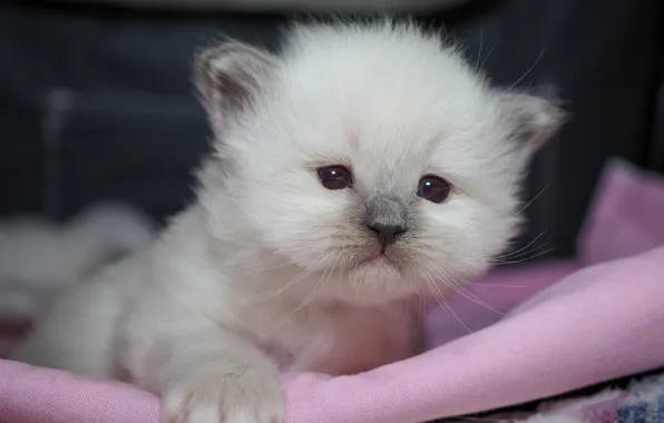 Cat, white, look, kitty, baby, cute, face, bokeh