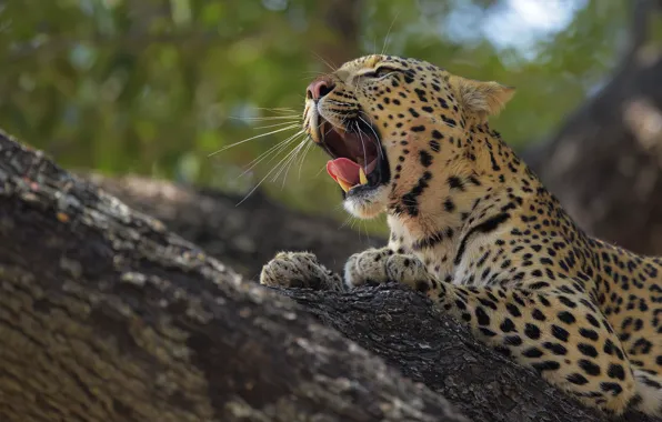 Language, pose, tree, mouth, leopard, lies, yawns, bokeh