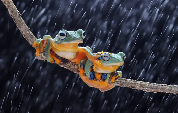 Frog Stock Photos - 351,070 Images | Shutterstock