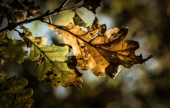 Autumn, leaves, nature