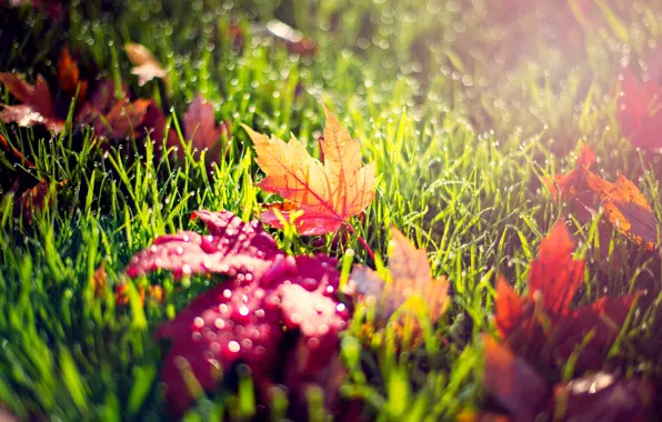 Autumn, grass, leaves, drops, macro, light, nature, Rosa