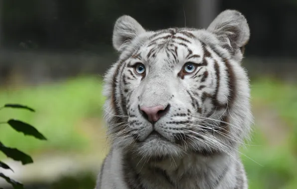 White, look, face, leaves, tiger, portrait, handsome, bokeh