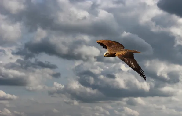 The sky, look, clouds, flight, bird, height, hawk, predatory