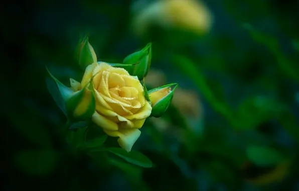 yellow rose flower wallpaper