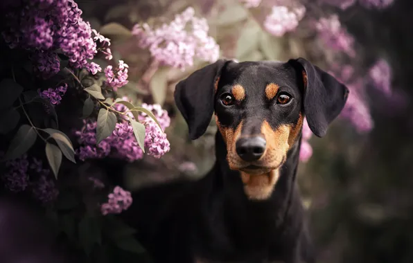 Look, face, branches, dog, lilac