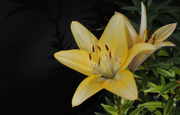 Flowers, the dark background, Lily, bouquet, yellow