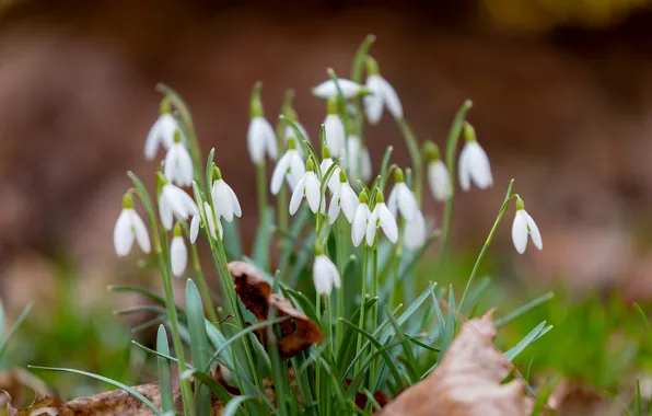 Leaves, flowers, blur, spring, snowdrops, white, bokeh, Bush