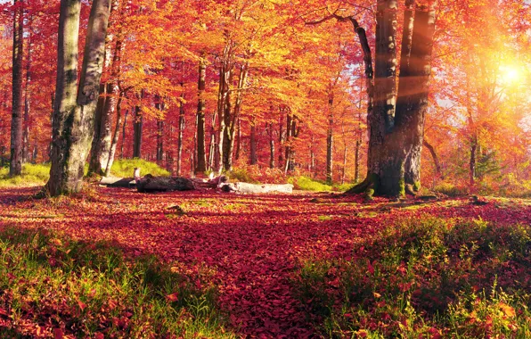 Picture autumn, forest, grass, leaves, the sun, trees, Ukraine, Transcarpathia