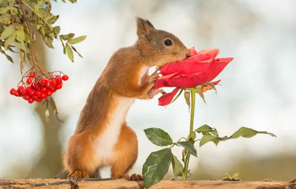 Picture flower, berries, tree, animal, rose, protein, Rowan, rodent