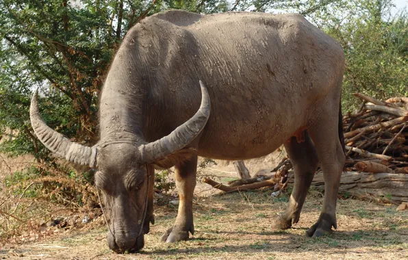 Picture Thailand, grazing, Asian (Indian) water Buffalo (Bubalus bubalis arnee), part of the harness on the …