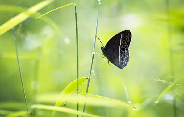 Grass, macro, butterfly