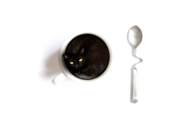 Cat, white, background, Cup, spoon, content