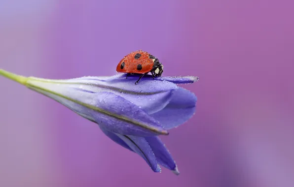 Picture flower, ladybug, bell