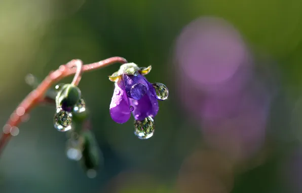 Drops, macro, flowers, blue, Rosa, focus