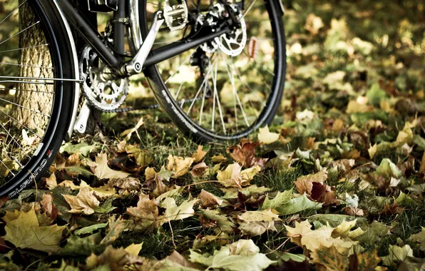 Picture autumn, leaves, bike