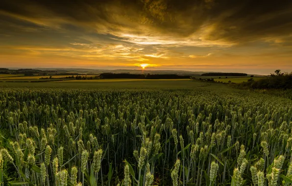 Picture sunset, Scotland, the wheat fields. clouds