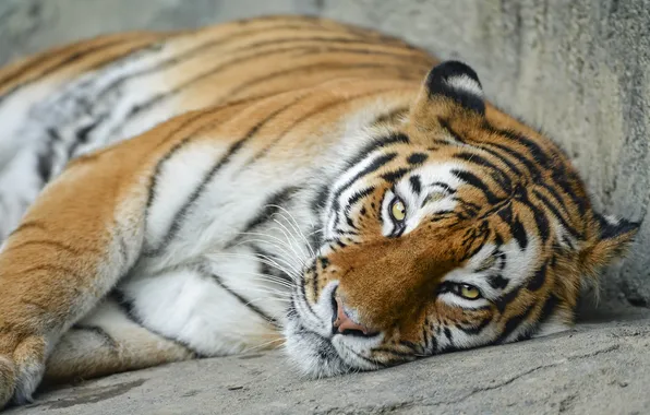 Picture cat, look, face, tiger, stay, Amur, ©Tambako The Jaguar