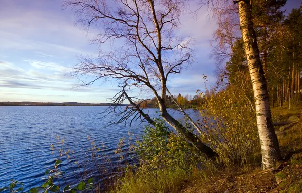 Picture forest, water, lake