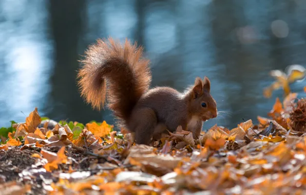 Picture autumn, nature, pose, protein, rodent