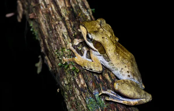 Macro, pose, tree, frog, bark, black background, dendrobates, gray-green