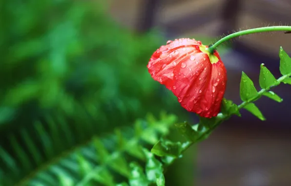 Greens, leaves, drops, macro, flowers, red, widescreen, Wallpaper