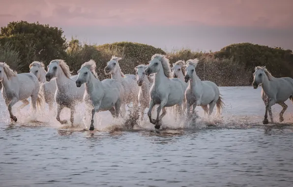 Water, squirt, hills, shore, horses, horse, running, white