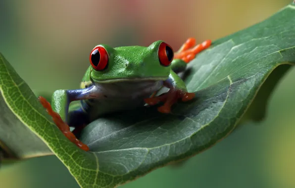 Look, leaves, nature, pose, frog, green, wood, red-eyed tree frog