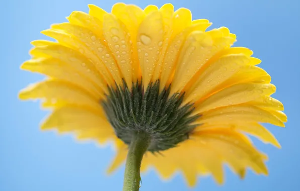 The sky, water, drops, Rosa, petals, stem, gerbera