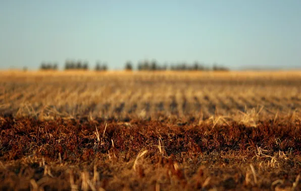 Autumn, earth, Field