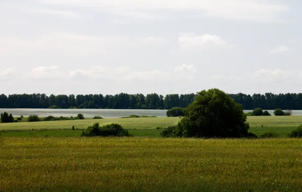 Forest, nature, field, the bushes
