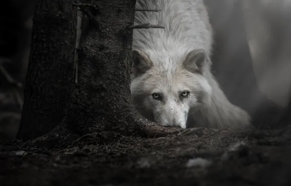 Look, face, tree, wolf, Polar wolf