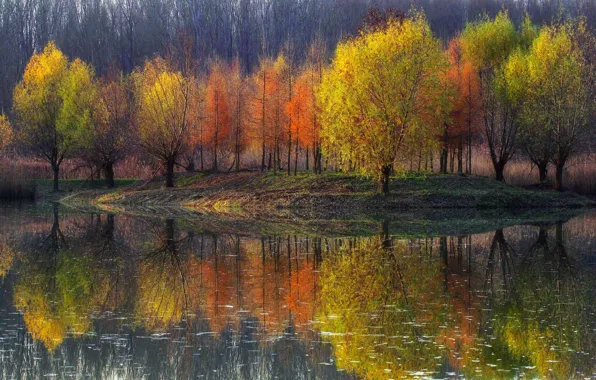 Reflection, trees, nature, pond, paint, Autumn