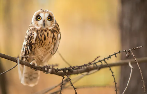 Picture branches, owl, bird, sitting
