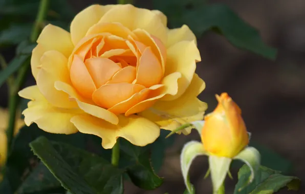 Picture yellow, rose, Bud