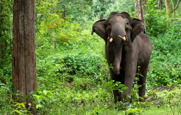 Look, nature, tree, thickets, elephant, trunk