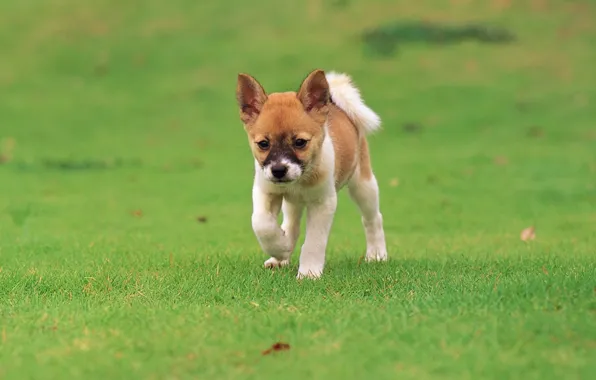 Picture grass, look, macro, puppy, leaves, colors