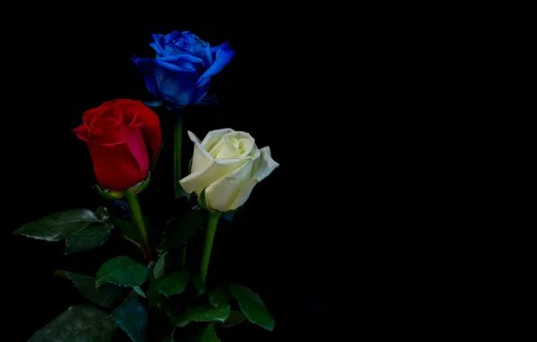 Picture leaves, roses, three, white, black background, red, buds, blue