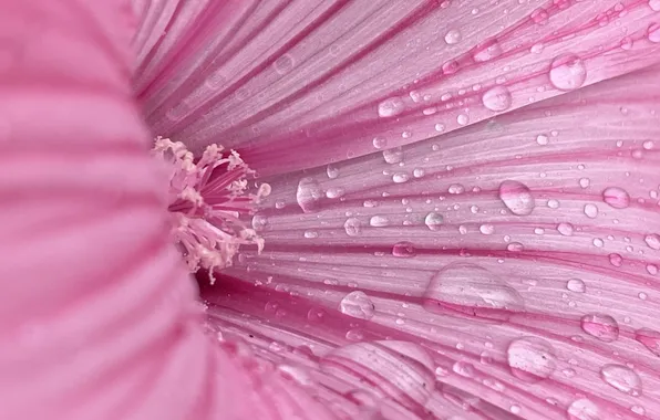Flower, Bud, pink background, water drops