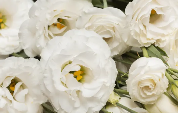 Flowers, white, eustoma