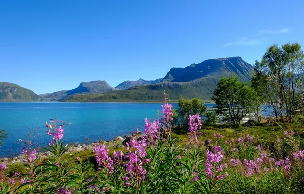 Flowers, mountains, lake, blue sky