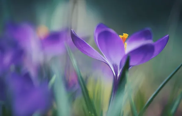 Picture flowers, blur, spring, crocuses, lilac, bokeh