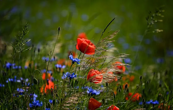 Summer, flowers, Maki, red, blue, cornflowers, poppy field