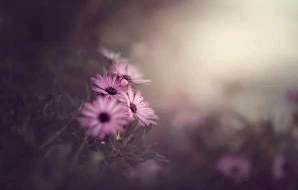 Flowers, nature, background