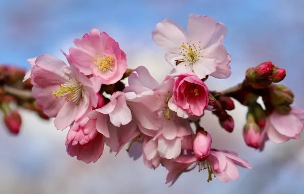 Macro, flowers, branches, cherry, spring, Sakura, pink, buds