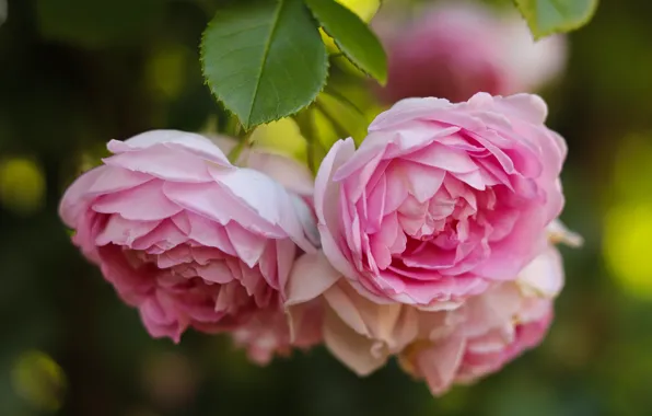 Picture flowers, roses, pink, tea rose, the bushes