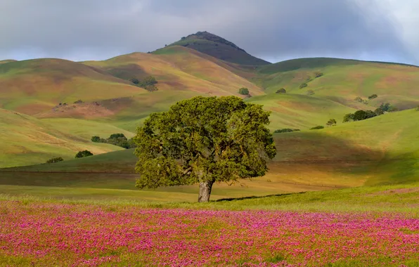 Picture grass, flowers, tree, hills, field, meadow, CA, USA